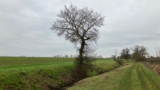 Nettelbladt The Fens